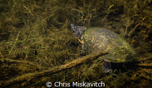 Juvenile snapping turtle..... by Chris Miskavitch 